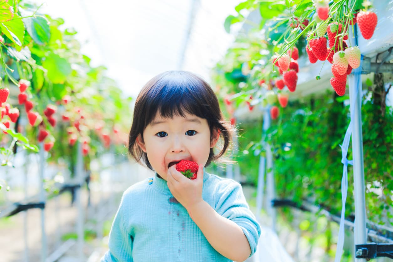 いちご畑で旬を頬張る子ども