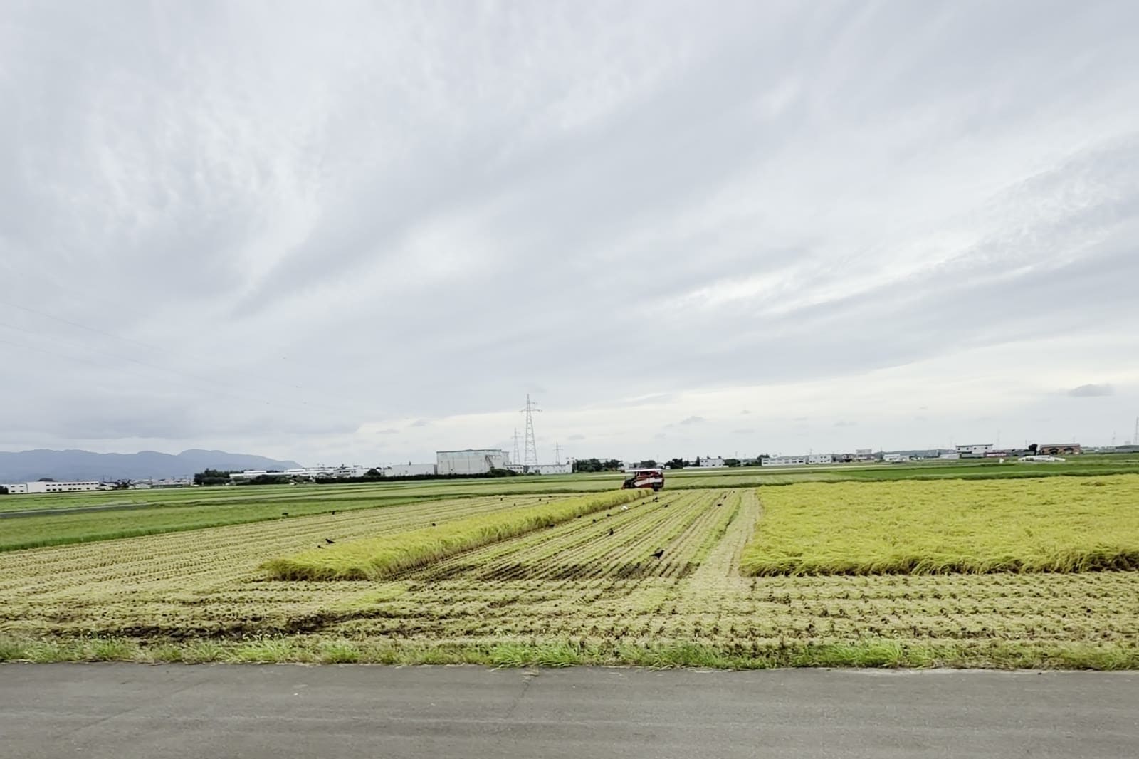 稲刈りの日の本田さんの田んぼ