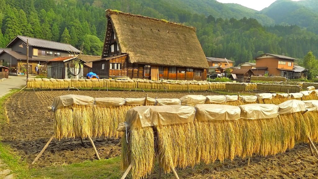 収穫適期に、収穫